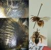 Andrena sp.